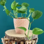 floraison_pothos_mikros_pot_a