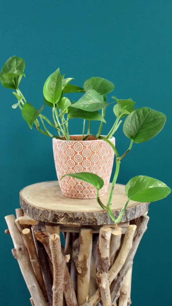floraison_pothos_mikros_pot_a