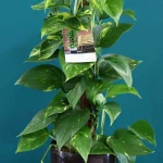 floraison_pothos_se_roto_b