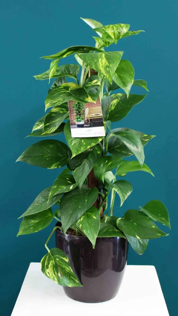 floraison_pothos_se_roto_b