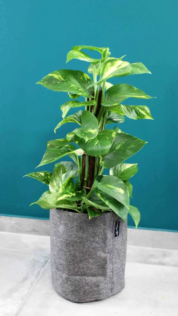 floraison_pothos_trendcover_felt_dark_grey_a