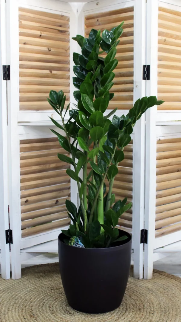 floraison_zamia_megali_a