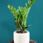 floraison_zamia_mikri_se_mpez_pot_new_a