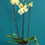 kitrini_falainopsis_a