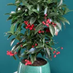 floraison_ardisia_se_pot_a