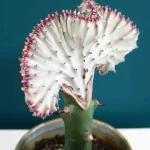 floraison_euphorbia_a