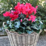 floraison_kokkino_kiklamino_a