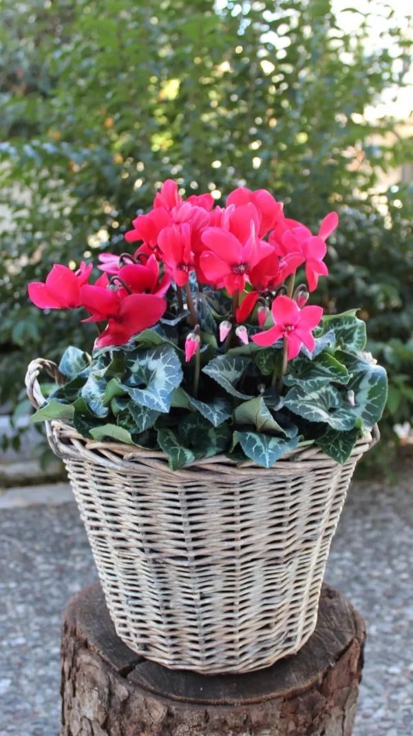 floraison_kokkino_kiklamino_a