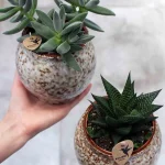 floraison_paxifito_kolibri_pot_a