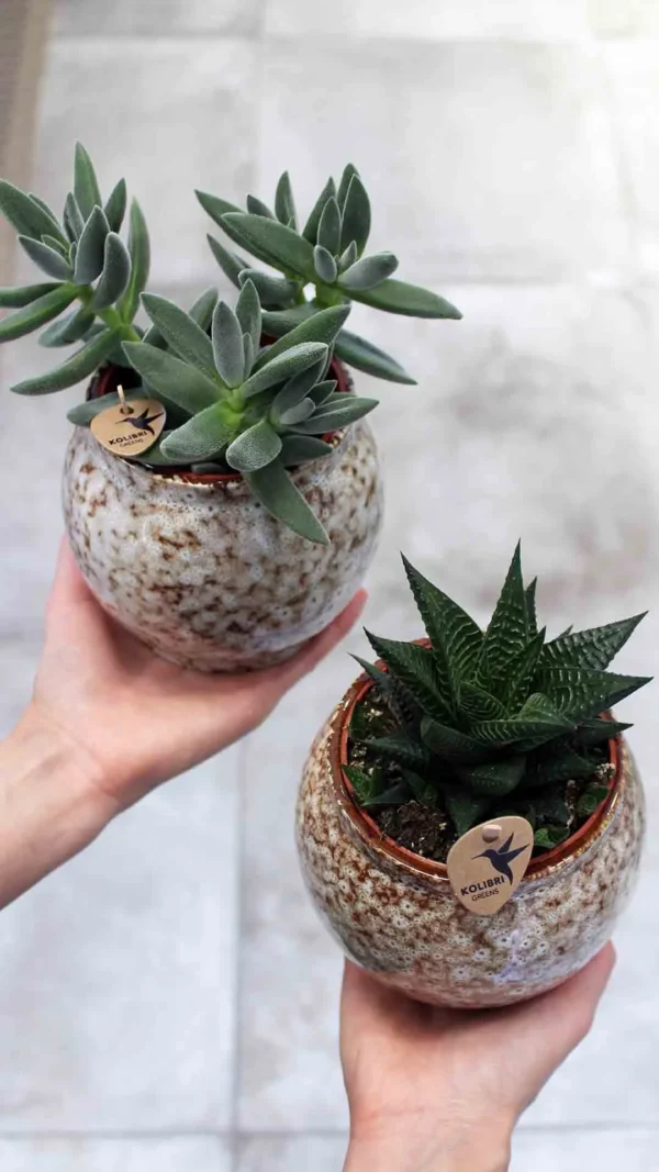 floraison_paxifito_kolibri_pot_a