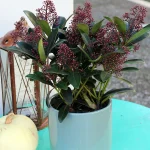 floraison_skimia_se_pot_a