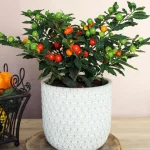 floraison_solanoum_se_kaspo_a