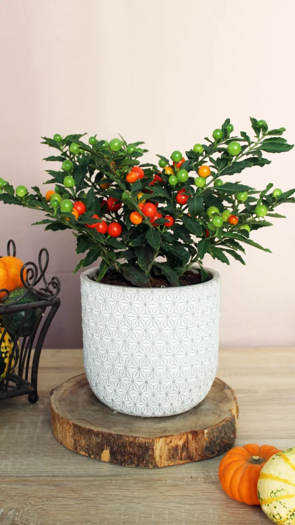 floraison_solanoum_se_kaspo_a
