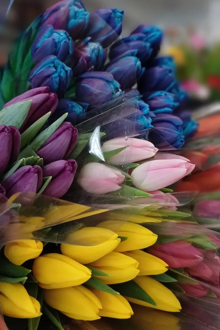 03.floraison-sextika-me-mas