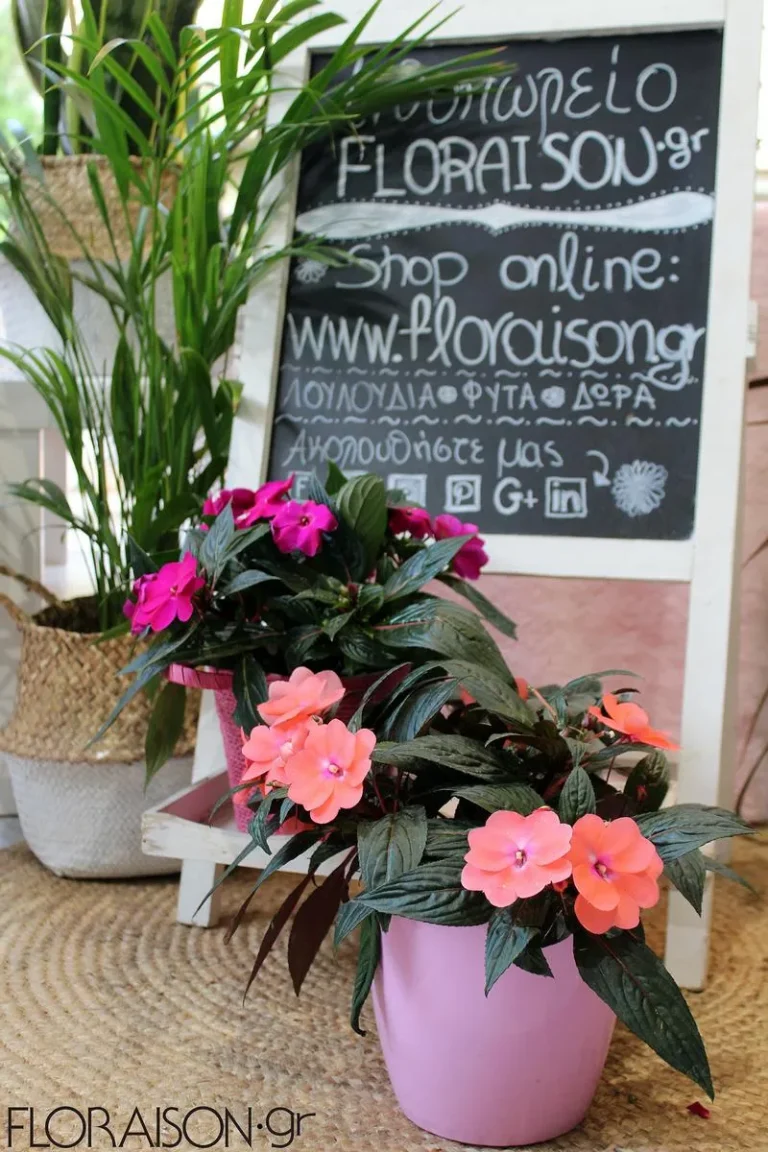 09.floraison-sextika-me-mas