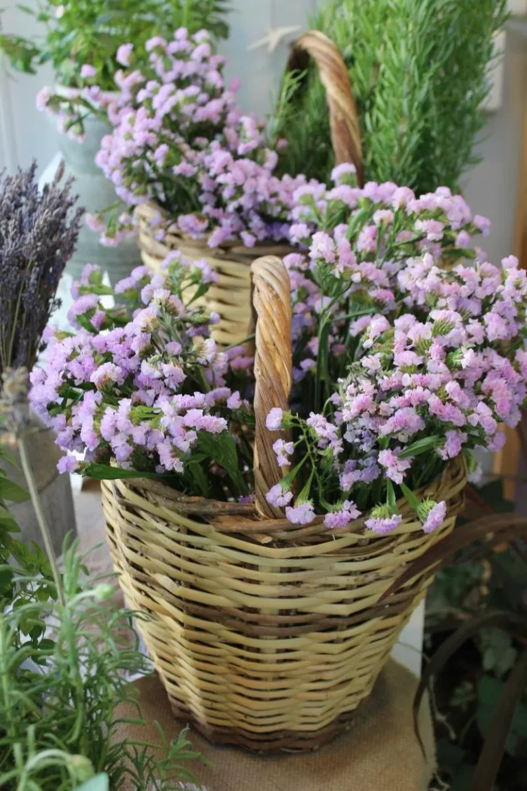 12.floraison-sextika-me-mas