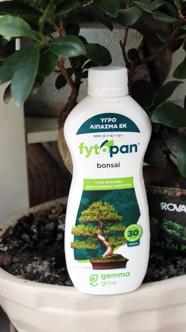 floraison_ygro_lipasma_bonsai_a