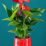 Floraison_anthourio_se_kokkino_pot_a