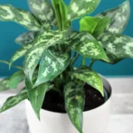 floraison_aglaonima_se_roto_gri_a