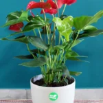 floraison_anthourio_kokkino_se_roto_a