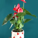 floraison_anthoutio_se_love_pot_a