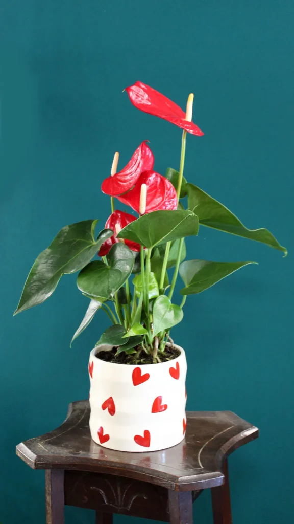 floraison_anthoutio_se_love_pot_a