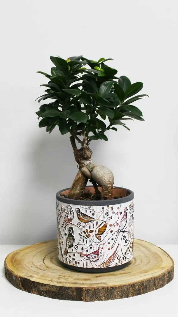 floraison_bonsai_fikos_poulakia_a