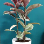 floraison_fikos_elastica_panase_a