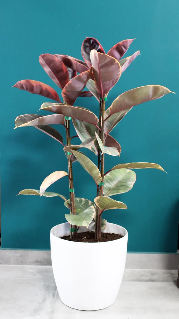 floraison_fikos_elastica_panase_a