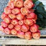 floraison_kahala_roses_a