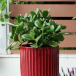 floraison_krasoula_se_keramiko_pot_a