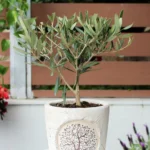 floraison_mini_elia_se_pot_a