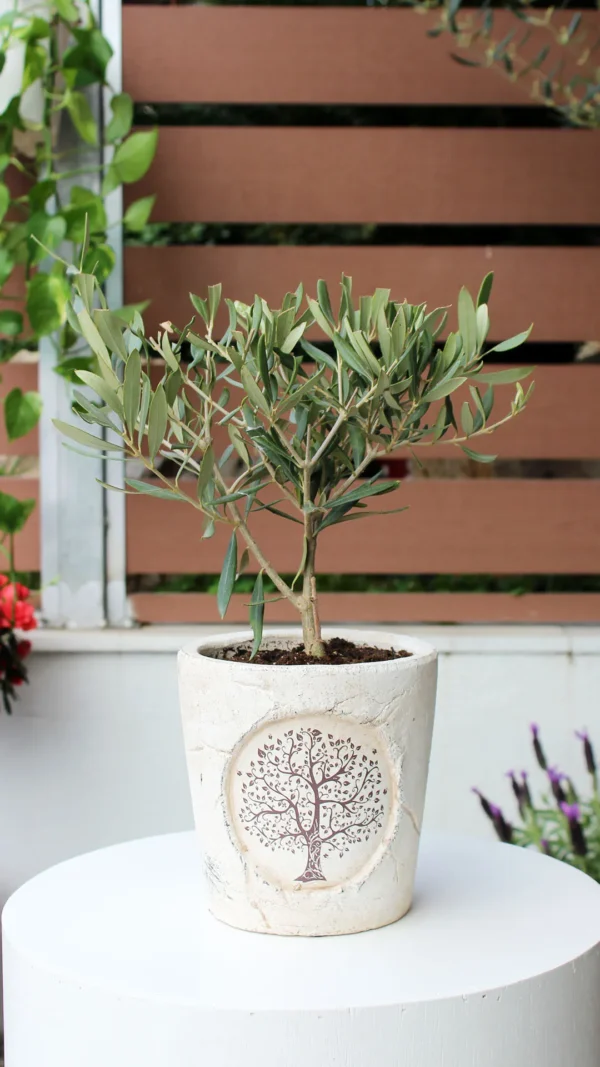 floraison_mini_elia_se_pot_a