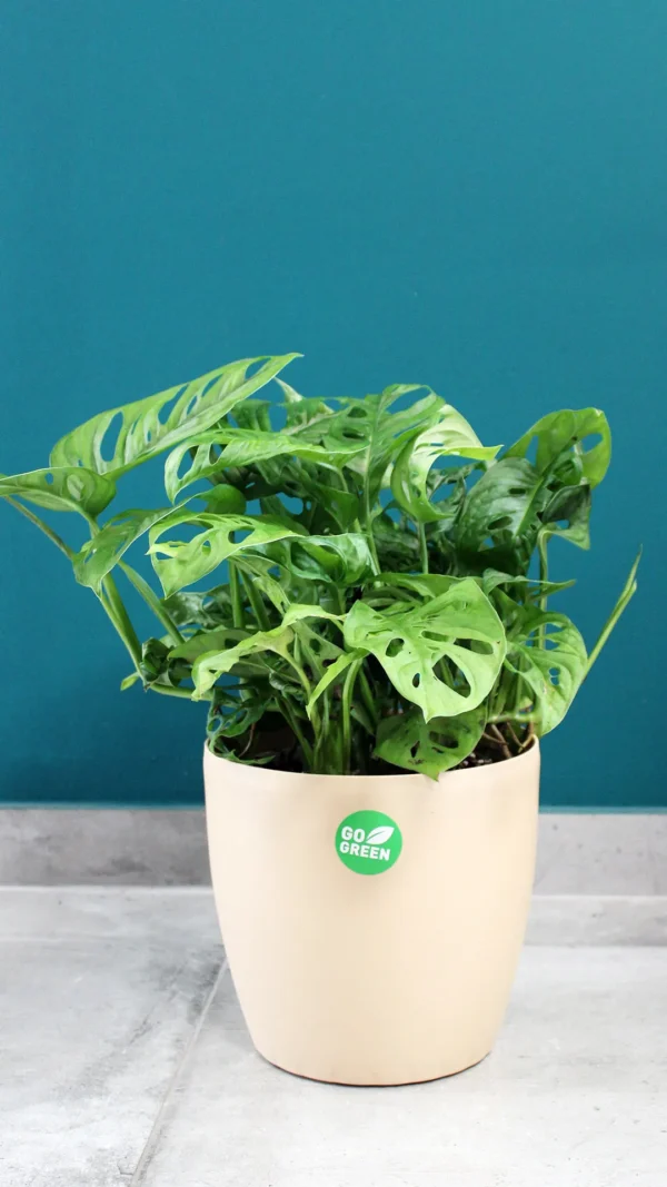 floraison_monstera_monkey_mask_roto_a