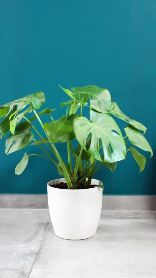 floraison_monstera_roto_22_a