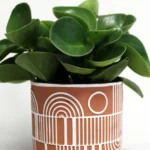 floraison_peperomia_se_ghino_pot_b