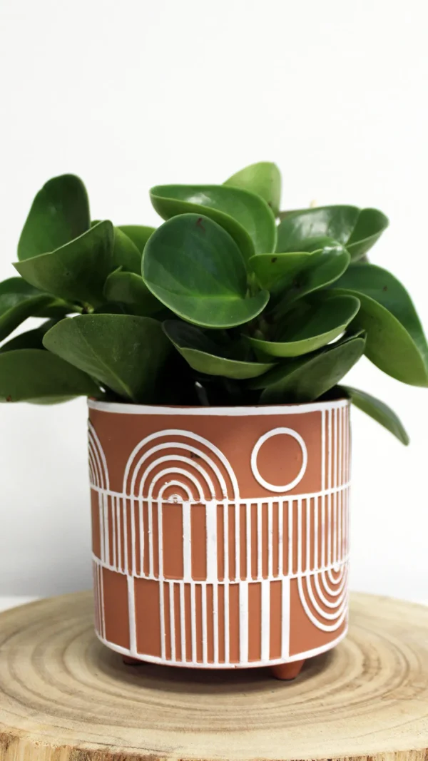 floraison_peperomia_se_ghino_pot_b
