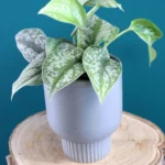 floraison_pothos_silver_satin_gkri_a