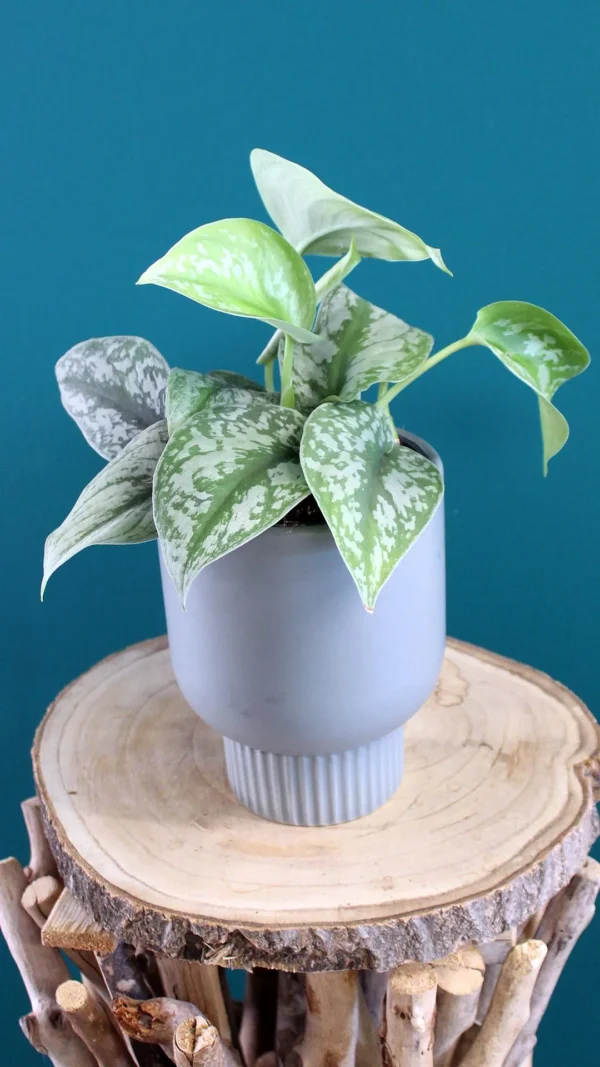 floraison_pothos_silver_satin_gkri_a