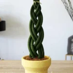 floraison_sansevieria_pleksouda_a