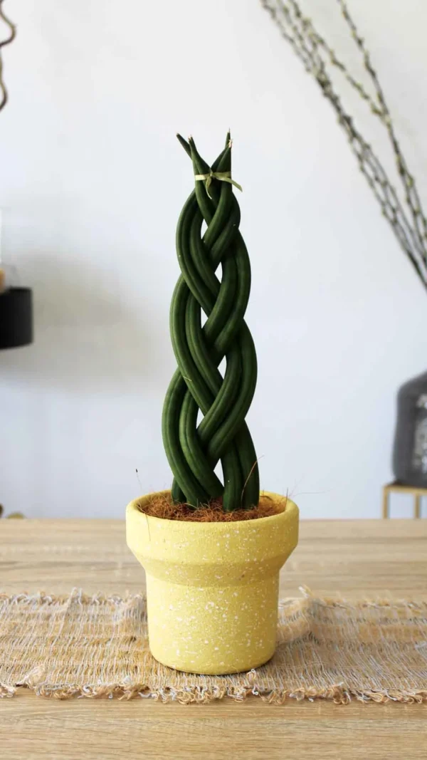 floraison_sansevieria_pleksouda_a