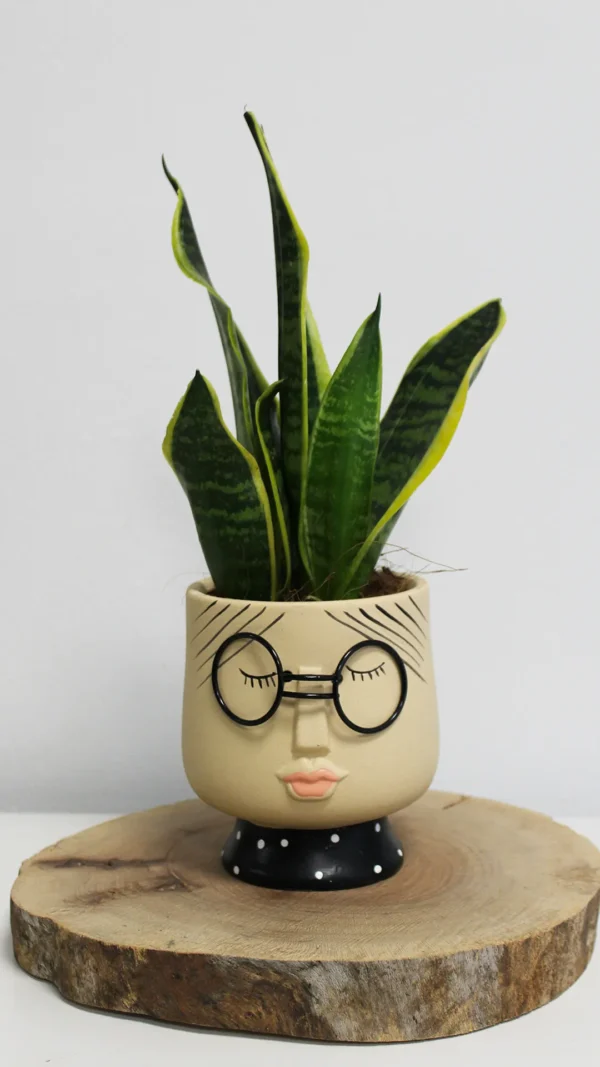 floraison_sansevieria_se_emily_pot_a