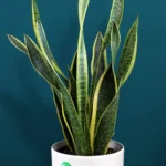 floraison_sansevieria_se_roto_a