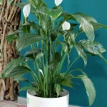 floraison_spathifilo_se_roto_new_b
