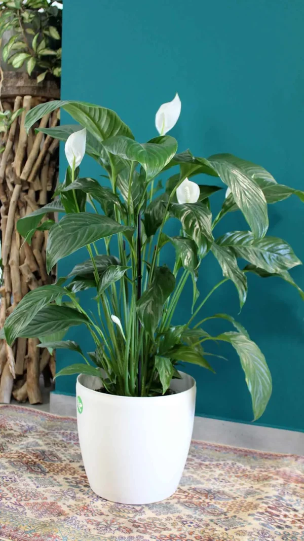 floraison_spathifilo_se_roto_new_b