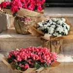 floraison_azalees_kentriki_a