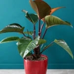 Floraison_philodentro_black_cardinal_a