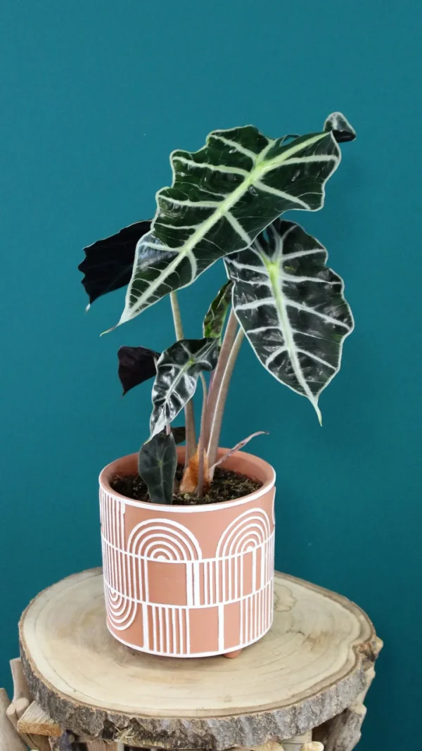 floraison_alocasia_amazonica_a