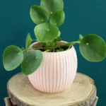 floraison_pilea_se_roz_pot_a