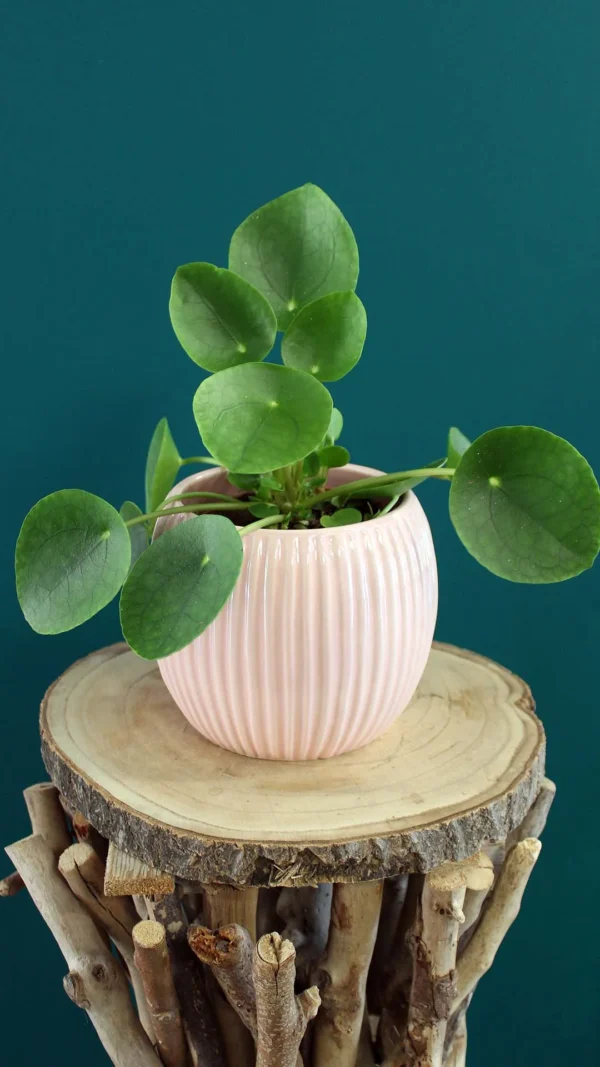 floraison_pilea_se_roz_pot_a